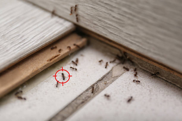 Best Commercial Pest Control Services  in Tucson, AZ