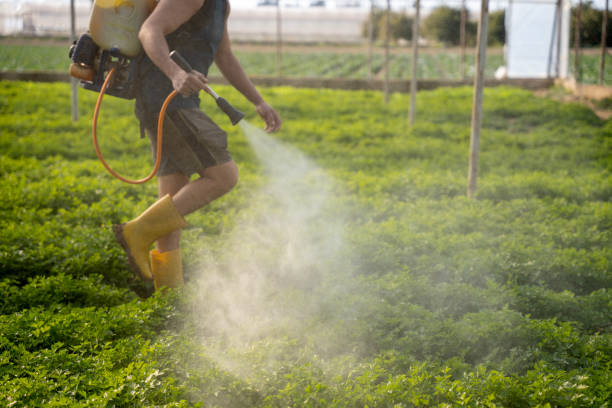 Best Insect Control  in Tucson, AZ