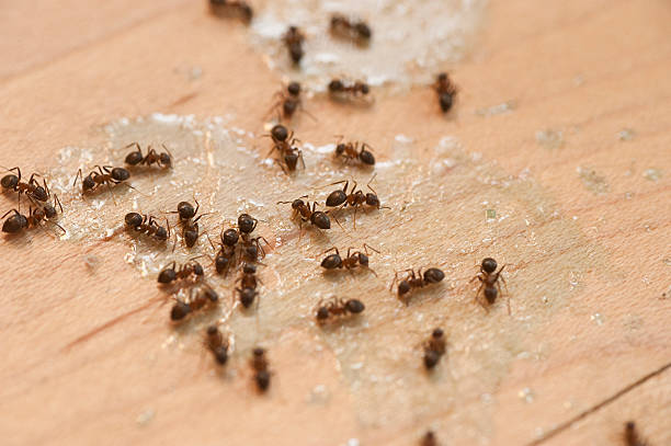 Best Pest Removal Services  in Tucson, AZ